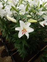 [4238 Siberia HLC2L No01.JPG]